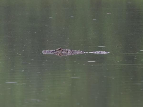 Breedsnuitkaaiman (Caiman latirostris)
